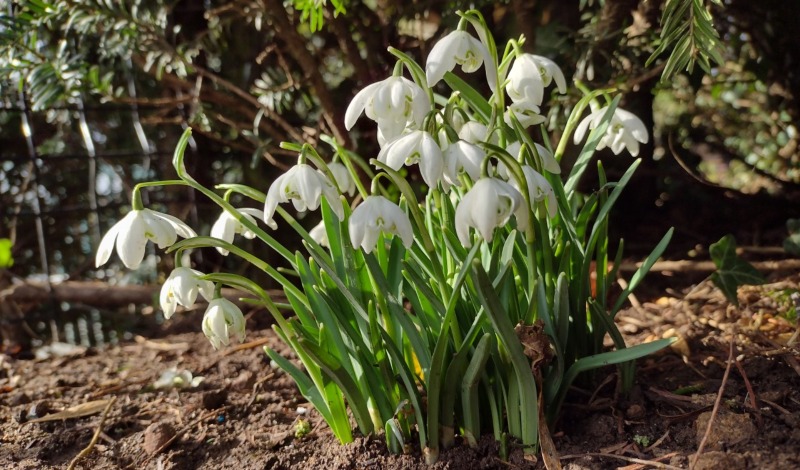 See our Springtime Snowdrops! article image